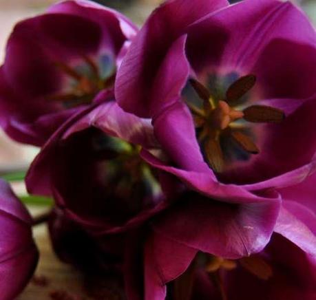 The season of tulips.