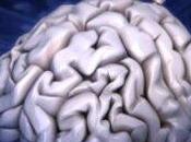 Nella “MENTE GRUPPO” singoli neuroni devono stare attenti dove innescano loro sinapsi