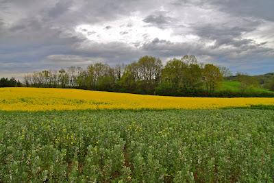 campi in fiore