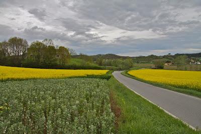 campi in fiore