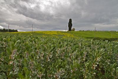 campi in fiore