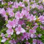 azalea fiori lilla