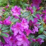 azalea violacea