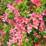 azalea rosa pallido