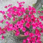 azalea fucsia