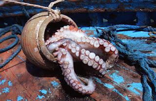 Octopus vulgaris contro Homo sapiens, una lotta impari