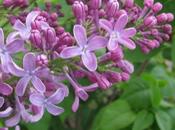 Syringa Vulgaris