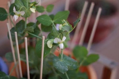 Mi è cresciuto il pisello, e ha fatto pure i fiori!