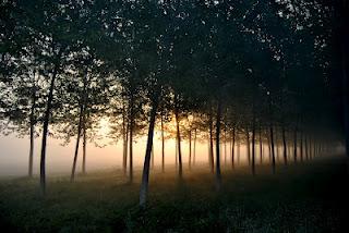 Nebbie primaverili nell'alba sulla pianura padana.