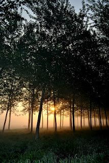 Nebbie primaverili nell'alba sulla pianura padana.