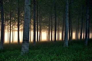 Nebbie primaverili nell'alba sulla pianura padana.