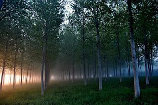 Nebbie primaverili nell'alba sulla pianura padana.