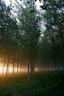 Nebbie primaverili nell'alba sulla pianura padana.