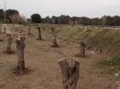 Proprio stai distruggendo foresta degli ulivi Salento leccese