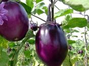 colore viola