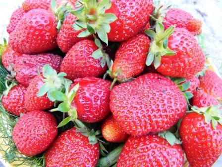 Sagra delle fragole ad Arborea Torna la Fiera Agricola