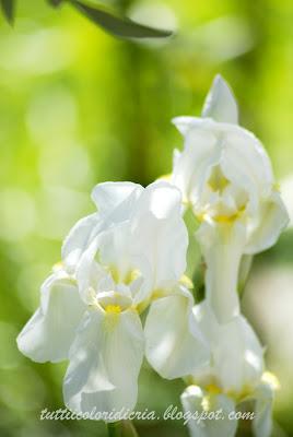 La foto della domenica (15/04/2012)