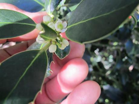 ilex aquifolium