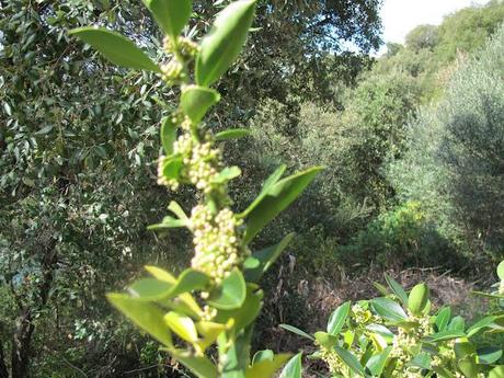 ilex aquifolium