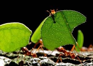 5 rimedi naturali contro le formiche