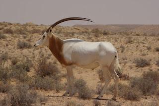 Orice dalle corna a sciabola: estinto in natura