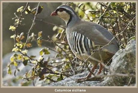 La coturnice siciliana