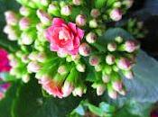 Kalanchoe, pianta abitare aprile