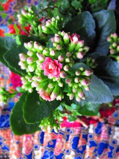 Kalanchoe, la pianta da abitare di aprile