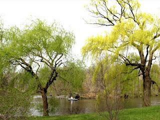 DanaGardenGuide New York _ Central Park