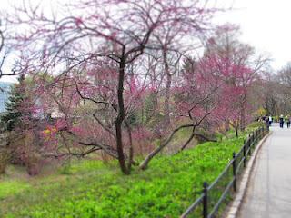 DanaGardenGuide New York _ Central Park