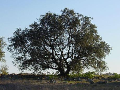 Quercia spezzata di Hermann Hesse