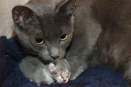  Gatto, gattino, micio, miciotto, micetta, micio piccolo, mamma gatta, foto gatto, immagini gatti