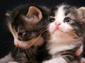 Linky Party Topogina Progetti Tema “Non dire MIAO l’ha sacco”