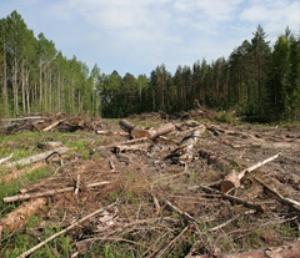 Picchiato a Mosca un giovane attivista che si batte per la foresta di Khimki minacciata da un'autostrada