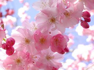 spring-flowers-pink....jpg