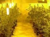 Madre figlio coltivano marijuana serra Arrestati Sant’Elia