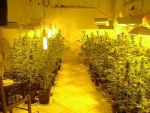Madre e figlio coltivano marijuana in serra Arrestati a Sant’Elia