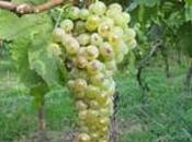 arrivo vigneti trentini vecchie nuove varietà