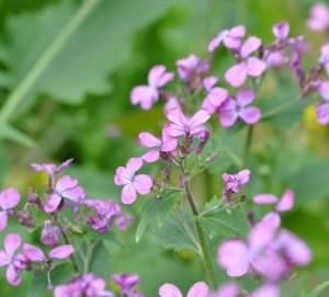 Piccoli fiori