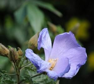 Piccoli fiori