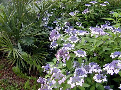 Hydrangea anche in Autunno