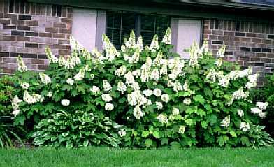 Hydrangea anche in Autunno