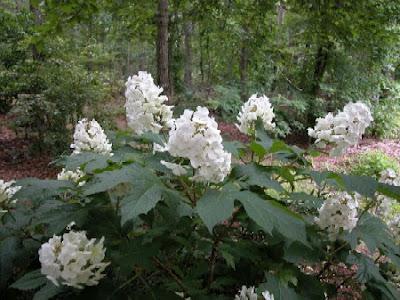 Hydrangea anche in Autunno