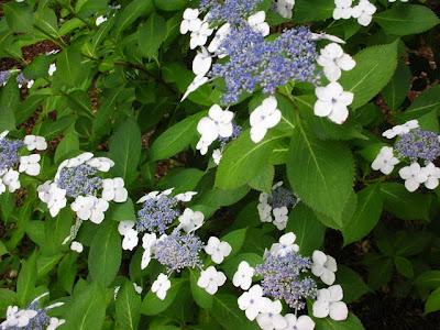 Hydrangea anche in Autunno