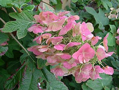 Hydrangea anche in Autunno