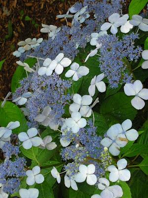 Hydrangea anche in Autunno