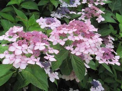 Hydrangea anche in Autunno