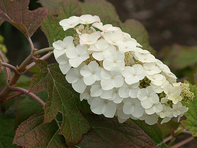 Hydrangea anche in Autunno