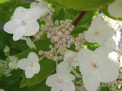 Hydrangea anche Autunno