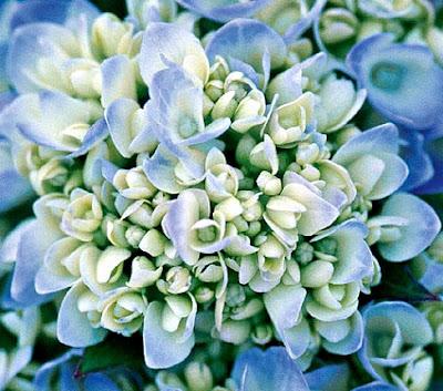 Hydrangea anche in Autunno